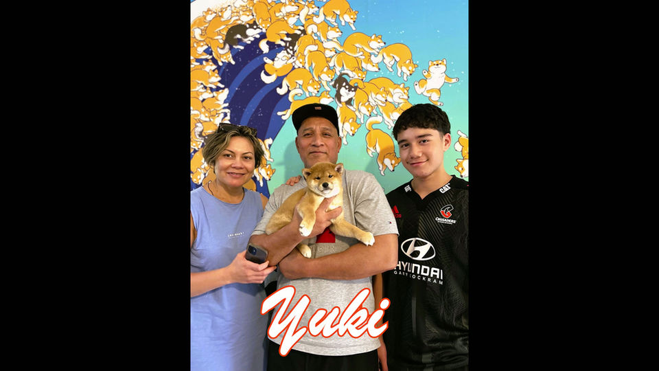 Shibalia Jinny Beans Gotcha Day